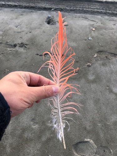 Plume de Flamant du Chili