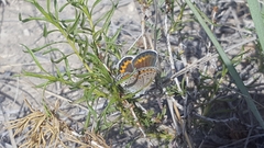 Plebejus melissa