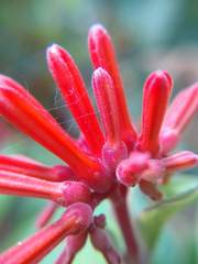 Hamelia patens