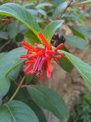 Hamelia patens