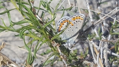 Plebejus melissa