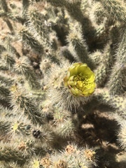 Cylindropuntia ganderi