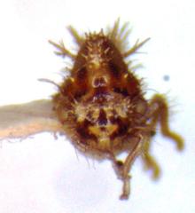 Entylia carinata
