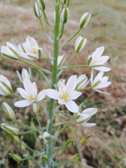 Ornithogalum pyramidale