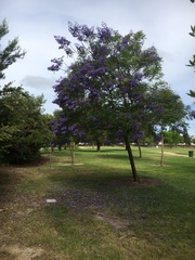 Jacarandeae