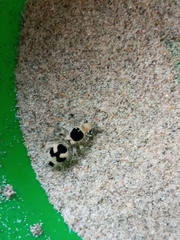 Dasymutilla arachnoides