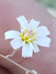 Atrichoseris platyphylla