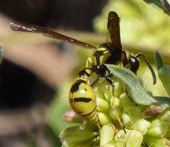 Eumenes verticalis