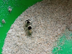 Dasymutilla arachnoides