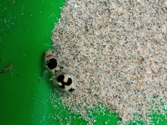 Dasymutilla arachnoides