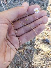 Atrichoseris platyphylla