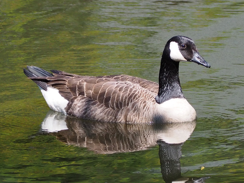 Canada Goose photographed in Pennsylvania