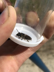Colletes validus