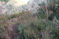 Osteospermum ciliatum