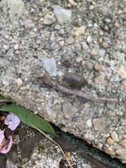 Armadillidium vulgare