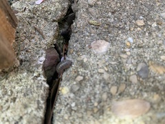 Armadillidium vulgare