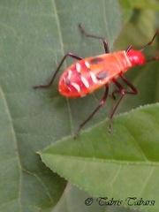 Dysdercus
