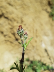 Centaurea carduiformis
