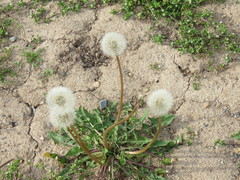 Taraxacum officinale