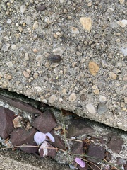 Armadillidium vulgare