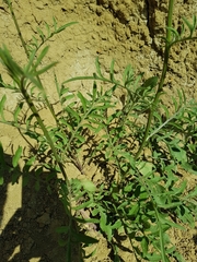 Centaurea carduiformis