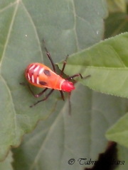 Dysdercus