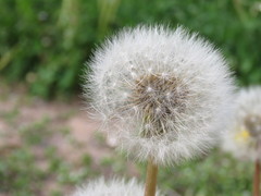 Taraxacum officinale