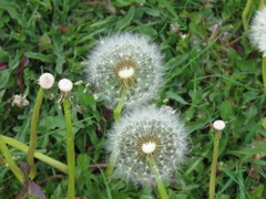 Taraxacum officinale