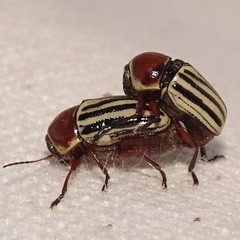 Cryptocephalus confluentus