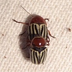 Cryptocephalus confluentus