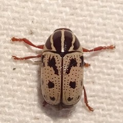 Cryptocephalus texanus