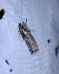 Sciota subcaesiella