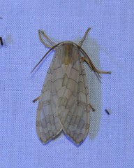 Halysidota tessellaris