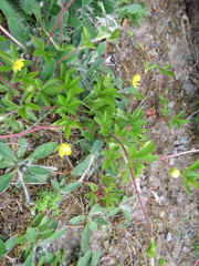 Potentilla