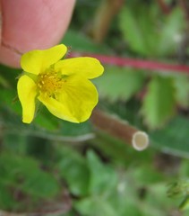 Potentilla