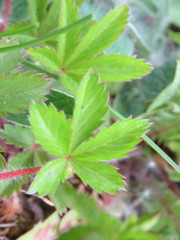 Potentilla