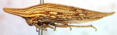 Polyglypta costata