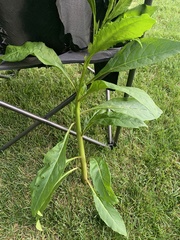 Phytolacca americana