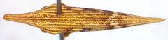 Polyglypta costata