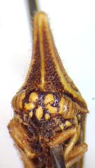 Polyglypta costata