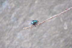 Diptera