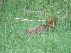 Tamiasciurus hudsonicus