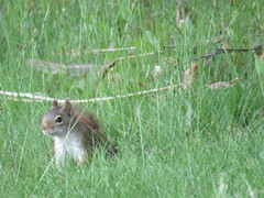 Tamiasciurus hudsonicus