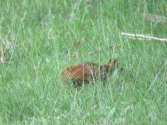 Tamiasciurus hudsonicus