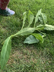 Phytolacca americana