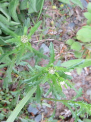 Leucanthemum vulgare