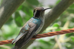 Trochilidae