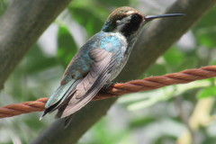 Trochilidae