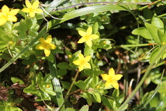 Lysimachia azorica