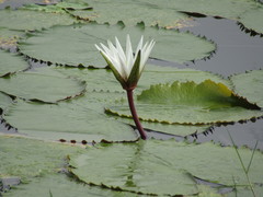 Nymphaea pulchella